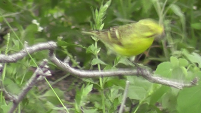 Serin à ventre blanc - ML201020551