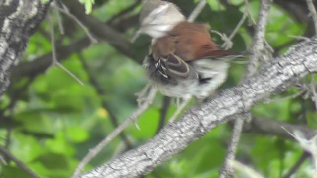 Red-backed Scrub-Robin - ML201020561