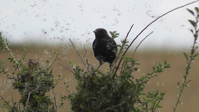 Northern Anteater-Chat - ML201020571