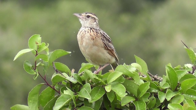 Rufous-naped Lark (Rufous-naped) - ML201020581