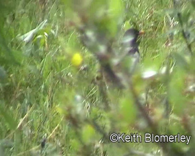 White-backed Thrush - ML201020691