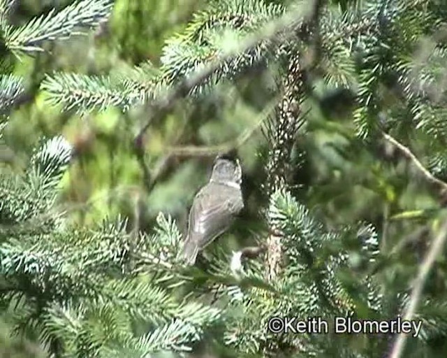 Gray-crested Tit - ML201020711