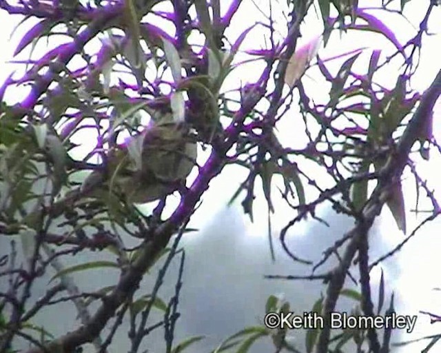 Hume's Warbler - ML201020771