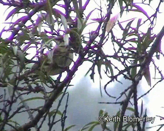 Mosquitero de Hume - ML201020771