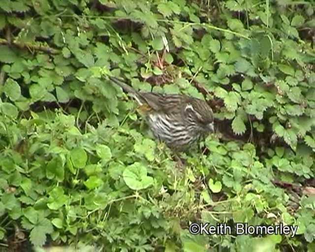 Chinese White-browed Rosefinch - ML201020791