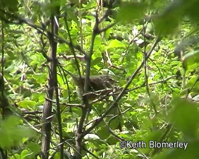 Yellow-streaked Warbler - ML201020801