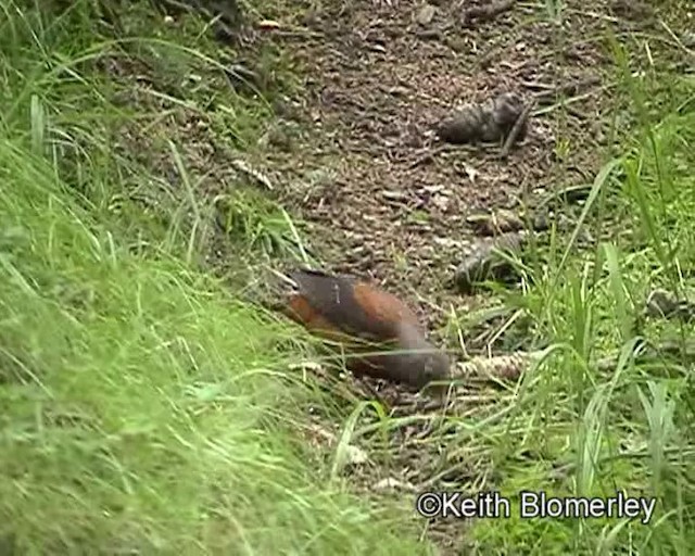 Chestnut Thrush - ML201020811