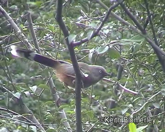 Elliot's Laughingthrush - ML201020821