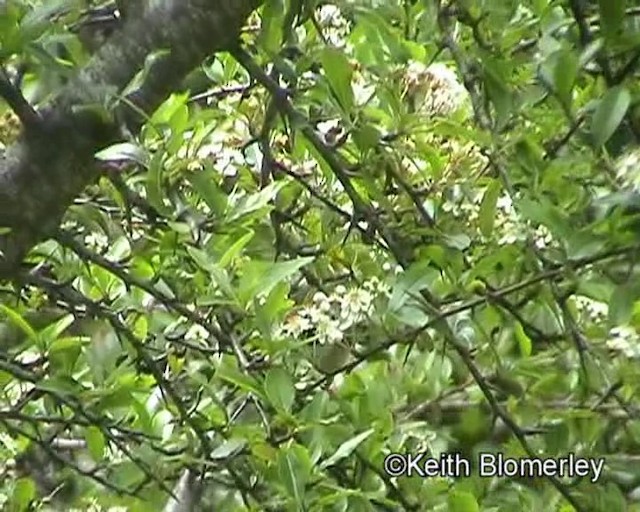 Black-throated Tit (Red-headed) - ML201020831