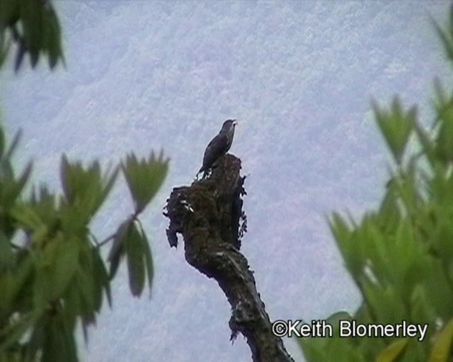 Large Hawk-Cuckoo - ML201020841