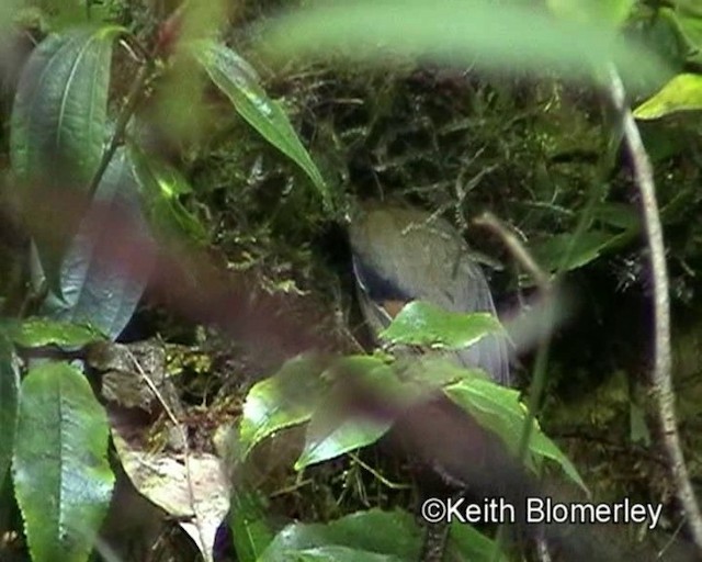 Rufous-winged Fulvetta - ML201020851