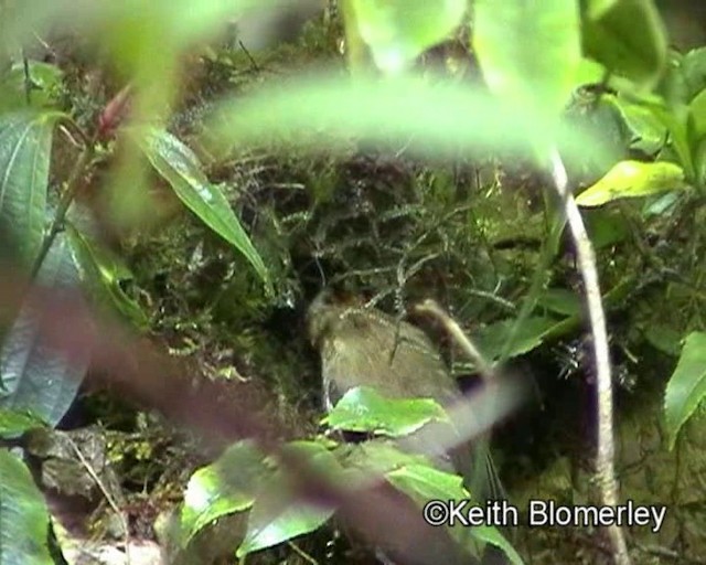 Rufous-winged Fulvetta - ML201020861