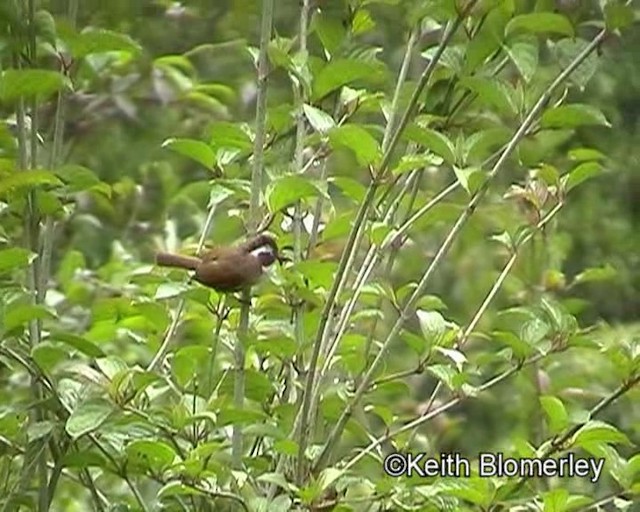 White-browed Fulvetta - ML201020871