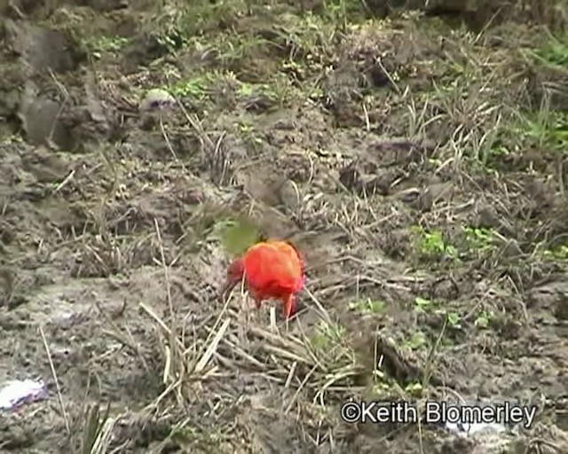 Ibis Escarlata - ML201020891