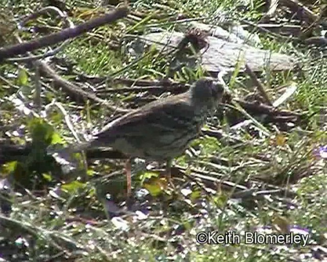 Olive-backed Pipit - ML201020901