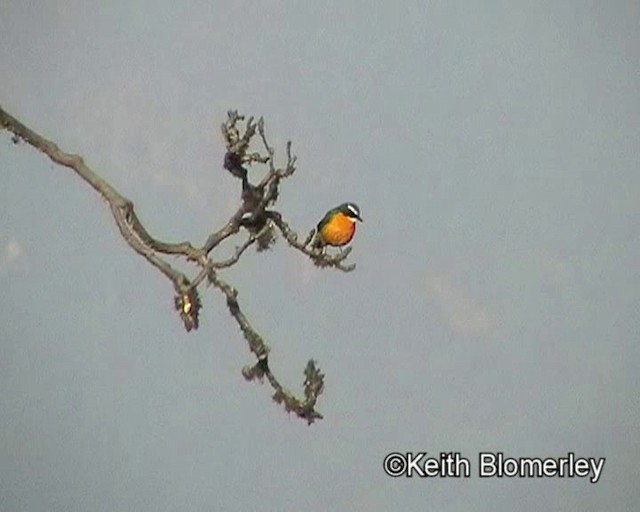 Indian Blue Robin - ML201020961