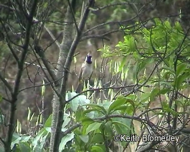 Bulbul Cariblanco - ML201020991