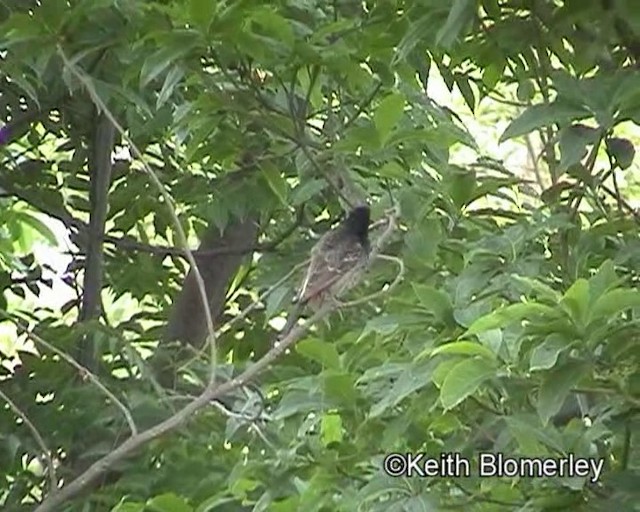 Bulbul à ventre rouge - ML201021021