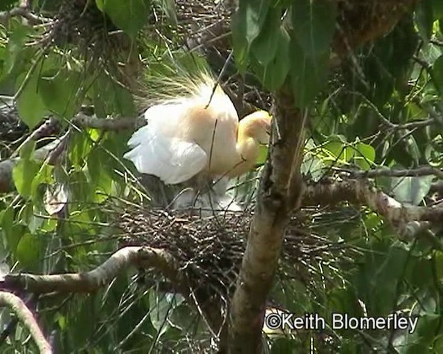 Eastern Cattle Egret - ML201021041