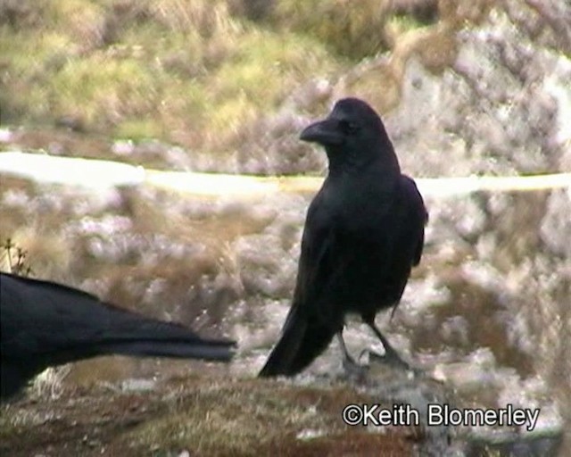 Large-billed Crow (Large-billed) - ML201021061