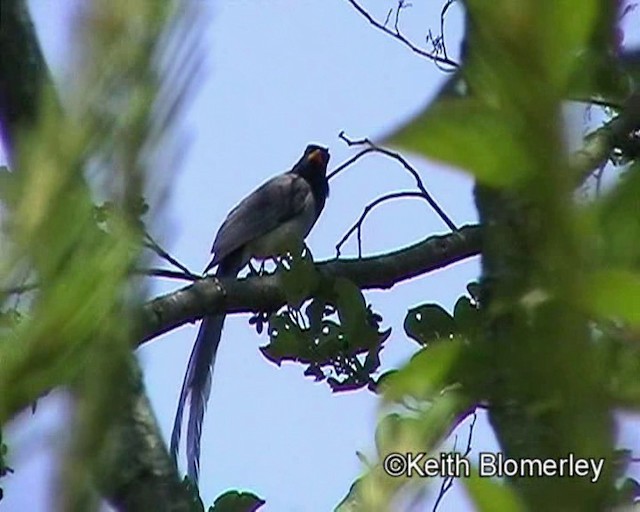 Red-billed Blue-Magpie - ML201021091