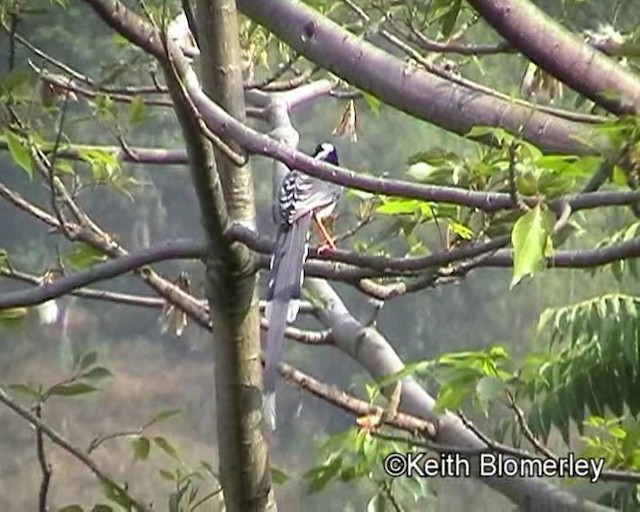 Red-billed Blue-Magpie - ML201021101