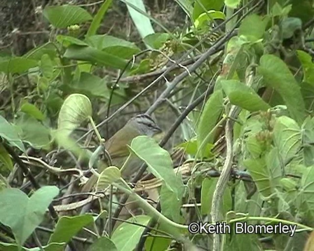 Black-striped Sparrow - ML201021221