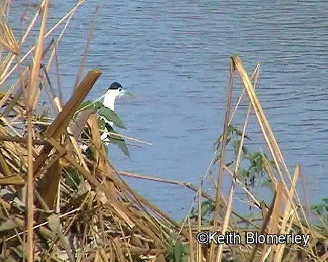Capped Heron - ML201021261