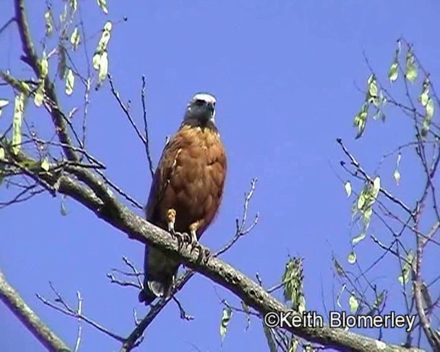 Busardo Colorado - ML201021291