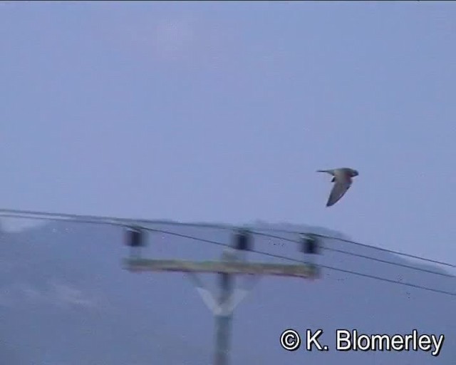 Red-footed Falcon - ML201021381