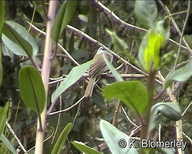 Unstreaked Tit-Tyrant - ML201021401