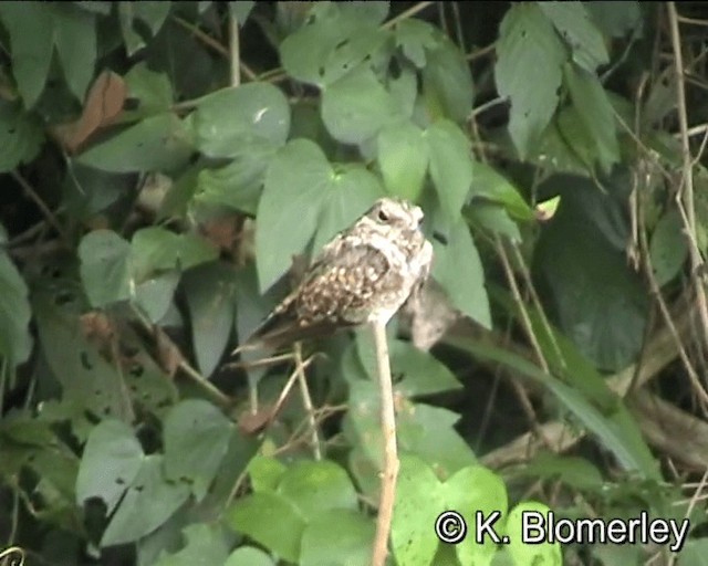 Ladder-tailed Nightjar - ML201021461