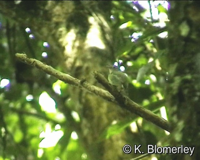 Küçük Sinekçi Manakin - ML201021471