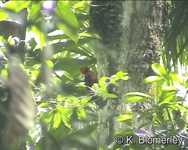 Picamaderos Cuellirrojo - ML201021481