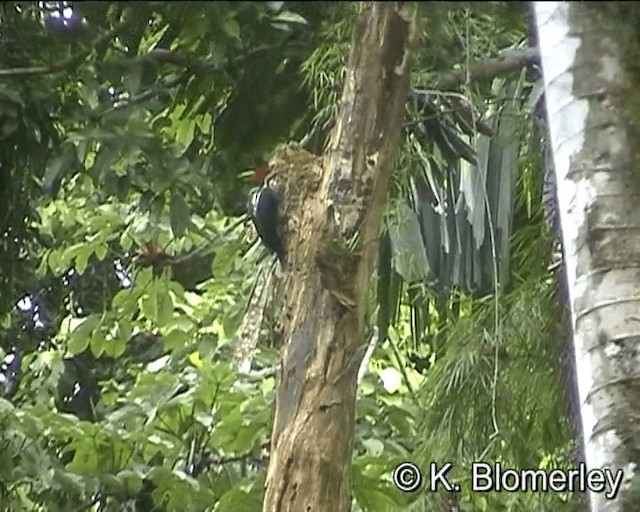 Crimson-crested Woodpecker - ML201021501