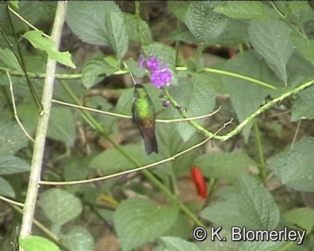 Blue-chested Hummingbird - ML201021651