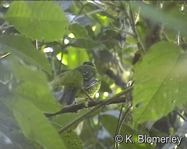 Green-and-black Fruiteater (Green-and-black) - ML201021691