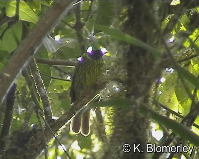 Green-and-black Fruiteater (Green-and-black) - ML201021701