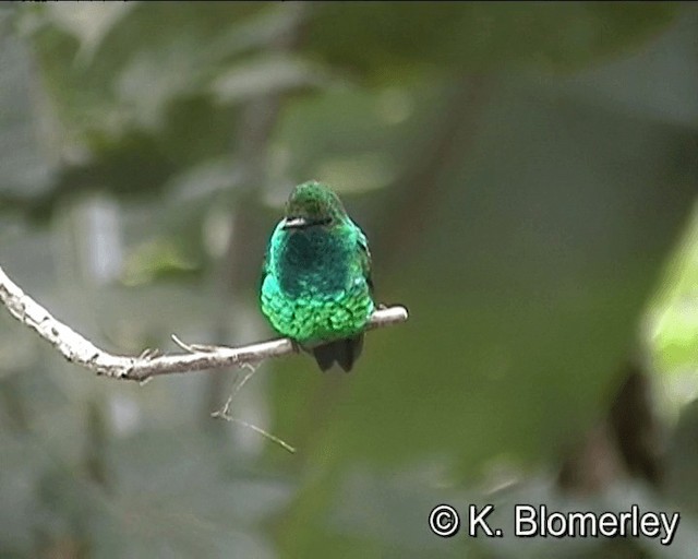 Western Emerald - ML201021721