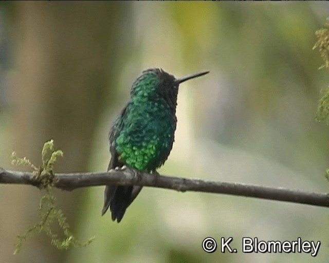kolibřík blýskavý - ML201021731