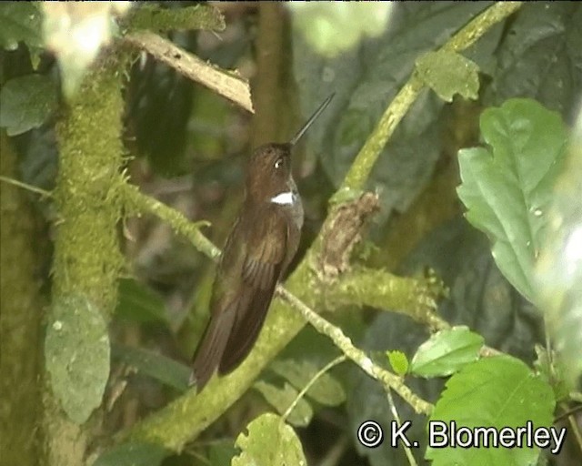Brown Inca - ML201021751