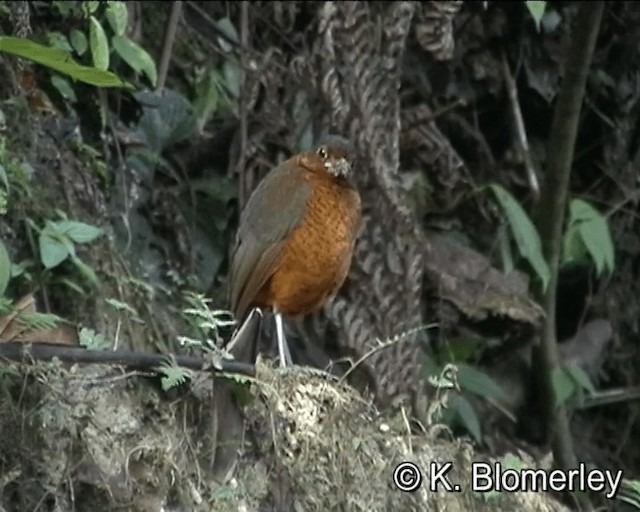 Giant Antpitta - ML201021771