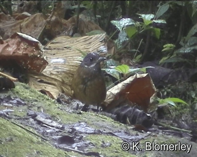 Moustached Antpitta - ML201021781