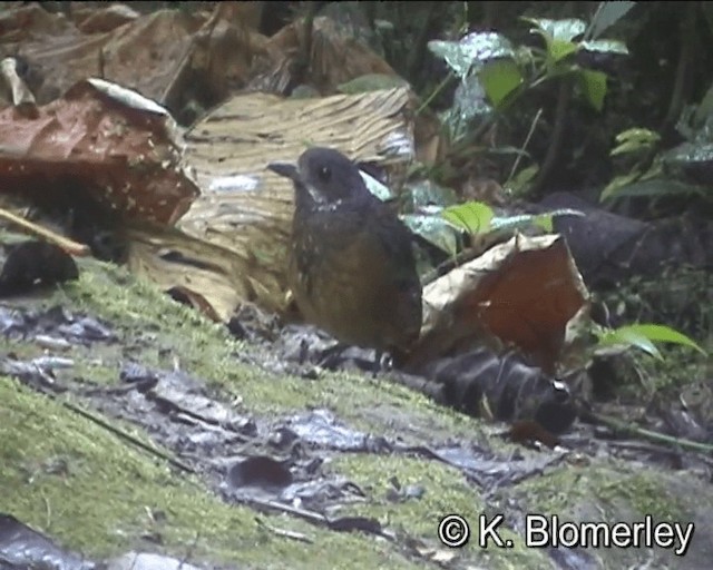 Moustached Antpitta - ML201021791