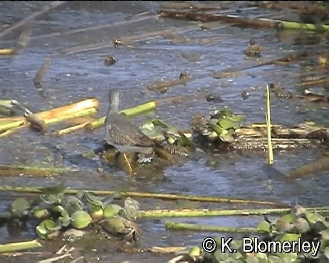 Lesser Yellowlegs - ML201021921