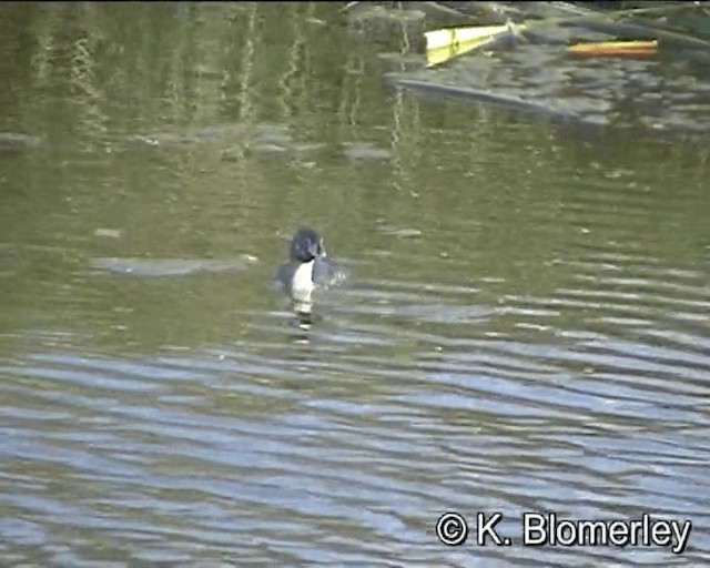 טבלן עקוד-מקור - ML201021931