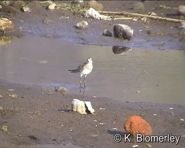 Baird's Sandpiper - ML201021941