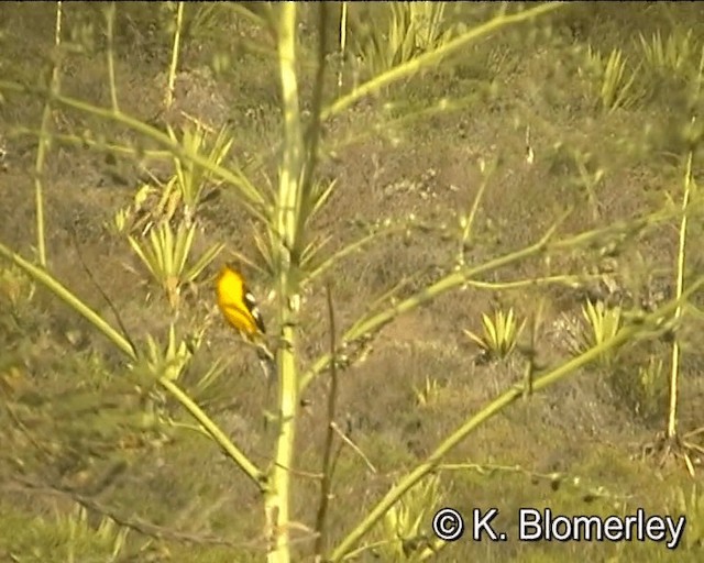 Golden Grosbeak - ML201021951