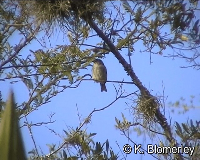 Ash-breasted Sierra Finch - ML201021961