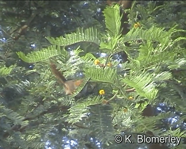 Azara's Spinetail - ML201021971